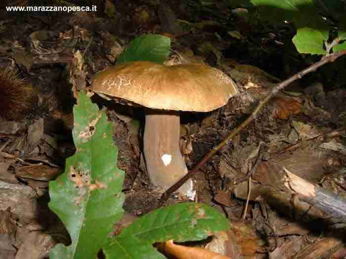  Image name: 137 Porcino.jpg 
 width: 700 pixel 
 height: 525 pixel 
 Size: 25594 bytes 
 Click to enlarge 